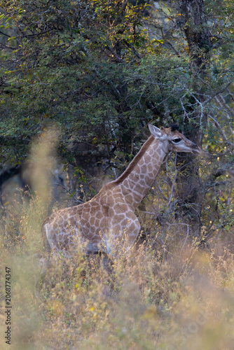 a young giraffe calf at sunrise