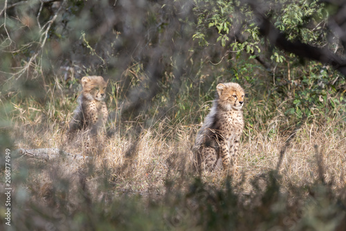 Tiny cheetah cubs look like a honey badger