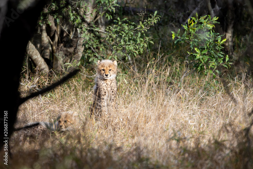 Tiny cheetah cubs look like a honey badger
