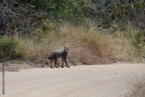Tiny cheetah cubs look like a honey badger