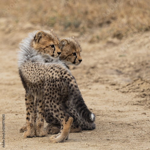 Tiny cheetah cubs look like a honey badger