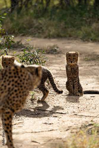 a cheetah mother with her tiny cubs (honey badger hair)