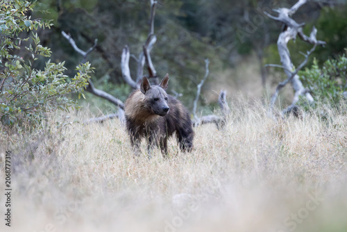 a rare Brown hyena close-up in the bushveld