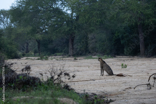 a cheetah with an impala kill in a dry riverbed