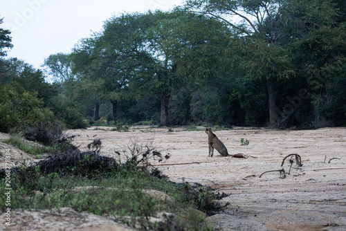 a cheetah with an impala kill in a dry riverbed