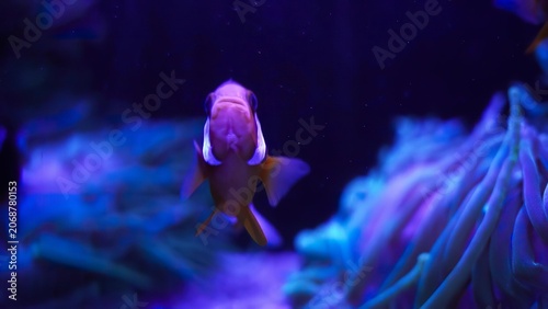 Tableau sur toile Colorful clownfish swimming near sea anemone underwater