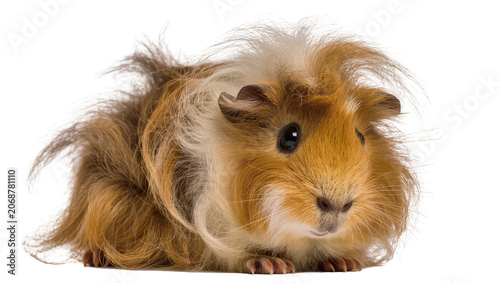 Photos Fluffy Abyssinian guinea pig with wild golden and white fur, isolated on transpa