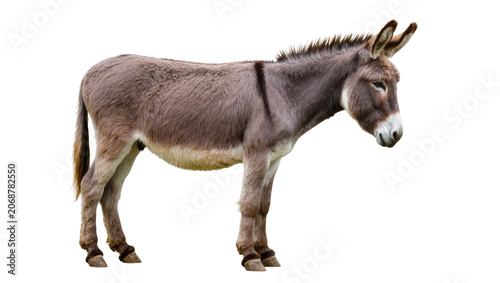 Konstfotografi Gray donkey standing profile view