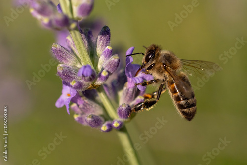 bee on a flower