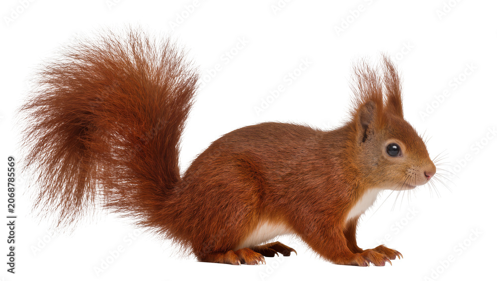 Fototapeta premium Red squirrel with bushy tail, isolated on transparent background