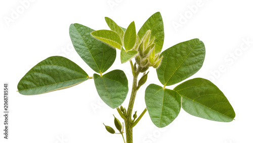 Fotografie Green soybean plant with leaves and pods