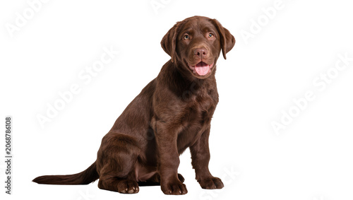 Obraz na plátně Chocolate Labrador puppy sitting with tongue out