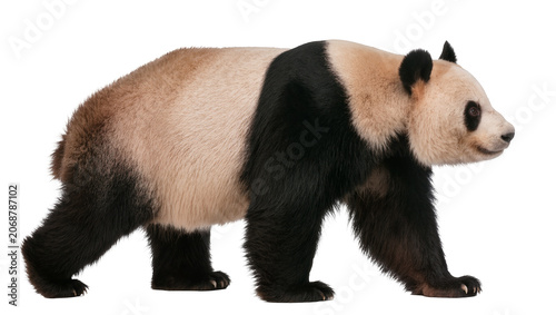 Canvastavla Giant panda bear walking, isolated on transparent background