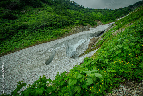 Foto 白馬の斜面に広がる高山植物の群生と夏の崩れかけた雪渓