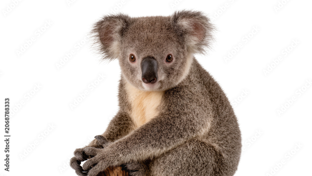 Fototapeta premium Fluffy koala with grey fur and black nose, isolated on transparent background