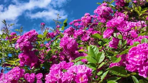 Bushes of fresh pink tea roses swaying against the background of blue sky and white clouds