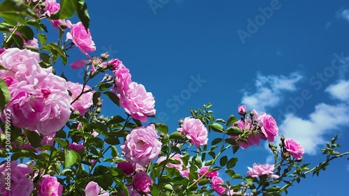 Bushes of fresh pink tea roses swaying against the background of blue sky and white clouds
