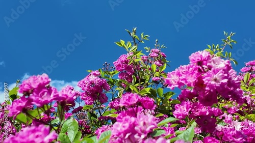 Bushes of fresh pink tea roses swaying against the background of blue sky and white clouds
