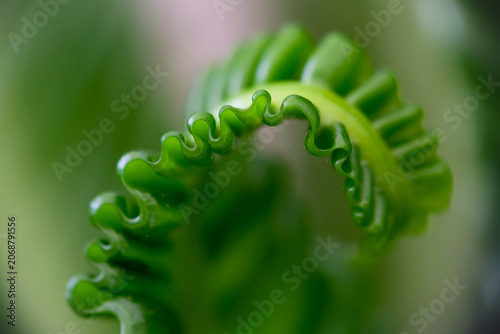 Canvas Print Close-up texture of Asplenium nidus or Cobra fern foliage in a home garden