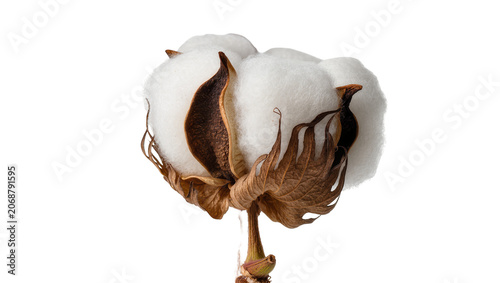 Bild auf Leinwand Fluffy white cotton boll with brown dried leaves, isolated on transparent backgr