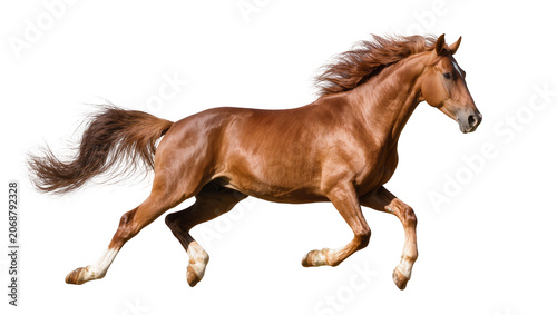 Schilderij op canvas Majestic chestnut horse galloping powerfully, isolated on transparent background