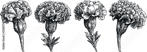hand drawn carnation flower sketches vintage botanical detailed engraving illustrations set
