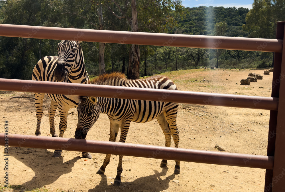 Obraz premium Zebra standing behind fence in an outdoor enclosure