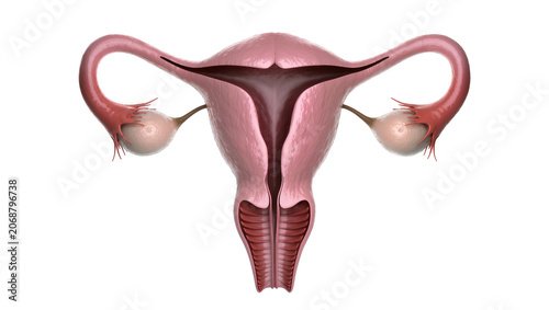 Tableau sur toile Female reproductive system uterus ovaries fallopian tubes anatomy