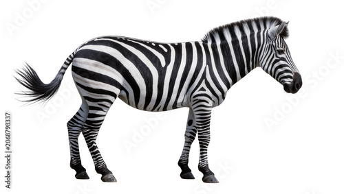 Bild auf Leinwand Zebra standing profile view black and white stripes