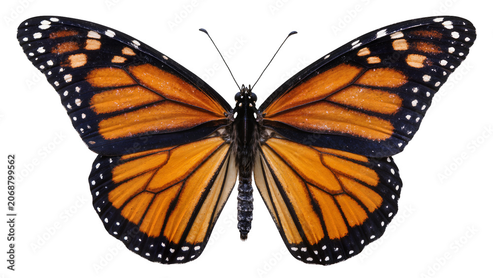 Obraz premium Detailed monarch butterfly with orange black and white wings, isolated on transparent background