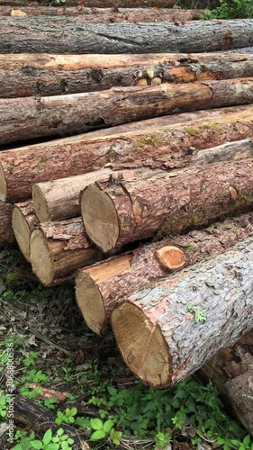 Woodpile of felled trees in a forest, deforestation logging industry in the woodlands, stack of cut logs wooden material in Westerwald Germany Europe vertical video