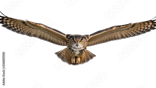 Fotografie Eurasian Eagle Owl flying with wings spread wide
