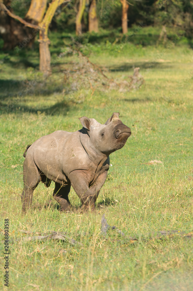 Fototapeta premium Juvenile White Rhinoceros (Ceratotherium simum), Lake Nakuru National Park, Kenya, East Africa