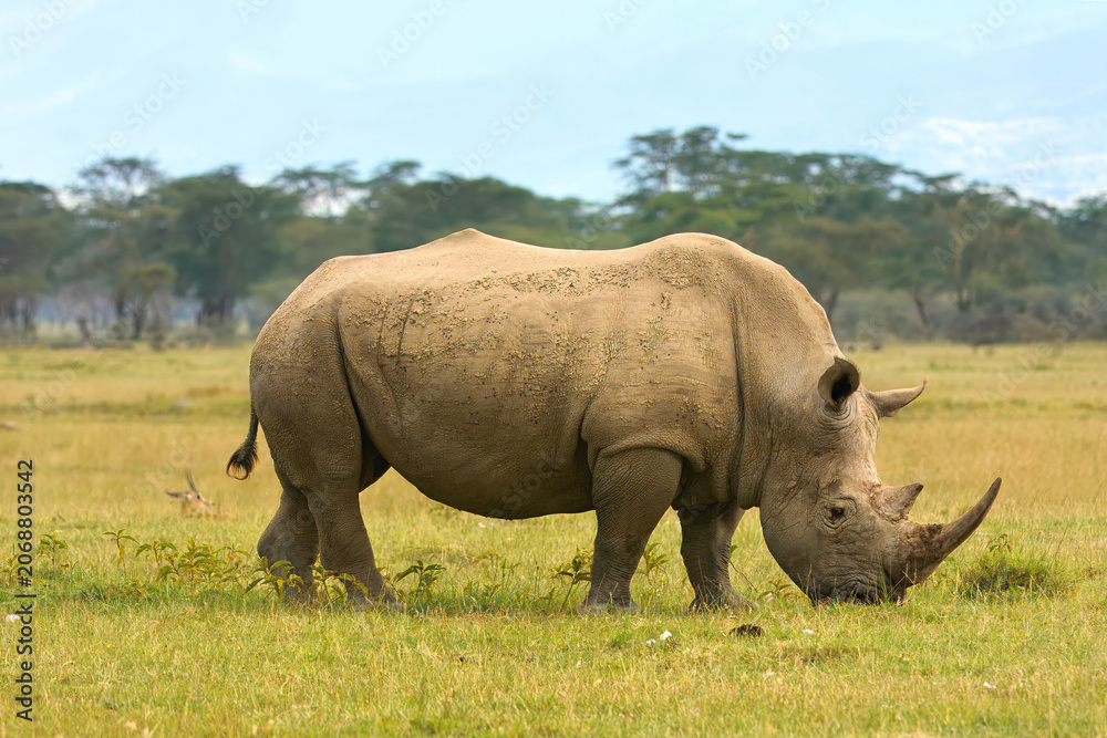 Obraz premium White Rhinoceros (Ceratotherium simum) grazing, Lake Nakuru National Park, Perissadactyla Order, Kenya, East Africa