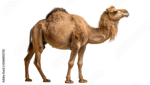 Fotografie Dromedary camel with one hump standing, isolated on transparent background