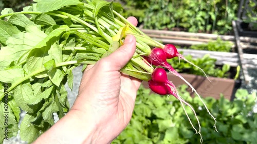 Showing clean washed red radishes in hand over blurry green garden background. Homegrown vegetable harvest concept showcases close up woman holding fresh organic roots with vibrant green tops. Sunny