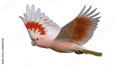 Photos Pink Major Mitchell s Cockatoo in flight with orange and white wings