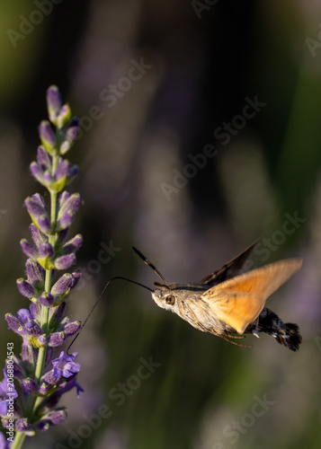 hummingbird hawk-moth