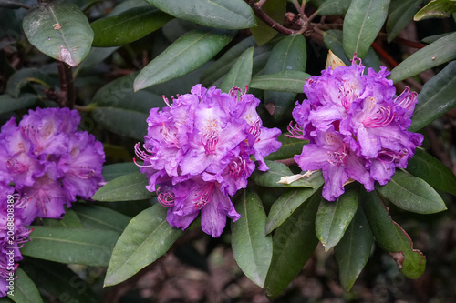 Purple rhododendron flowers in the botanical garden