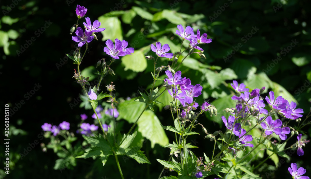 Obraz premium Horizontal wide shot of a lush patch of blooming purple woodland geraniums with white centers, bright green leaves, and delicate spiderwebs