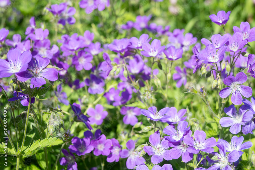 Obraz premium Horizontal background texture of blooming purple woodland geraniums with white centers and green foliage. Perfect for floral patterns, garden blogs, and spring nature designs