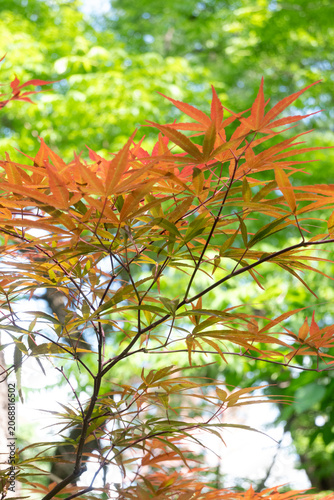 Obraz na płótnie Vertical macro of vibrant orange and red palmate Japanese maple leaves on thin d