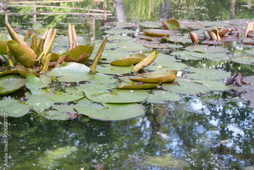 Принти на полотні Water lily pads and folded brownish young shoots floating on a dark pond, with soft reflections of trees in the water