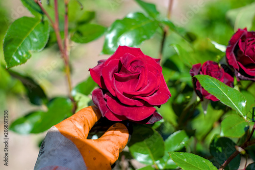 A gardener's hand in a glove touches a red rose