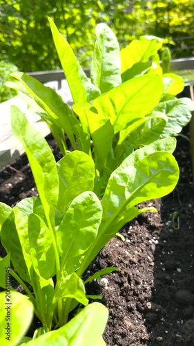 Young swiss chard plants growing inside wooden raised garden bed outdoors. Sustainable backyard farming concept highlights organic mangold cultivation in rich dark soil under bright sunlight. Detailed