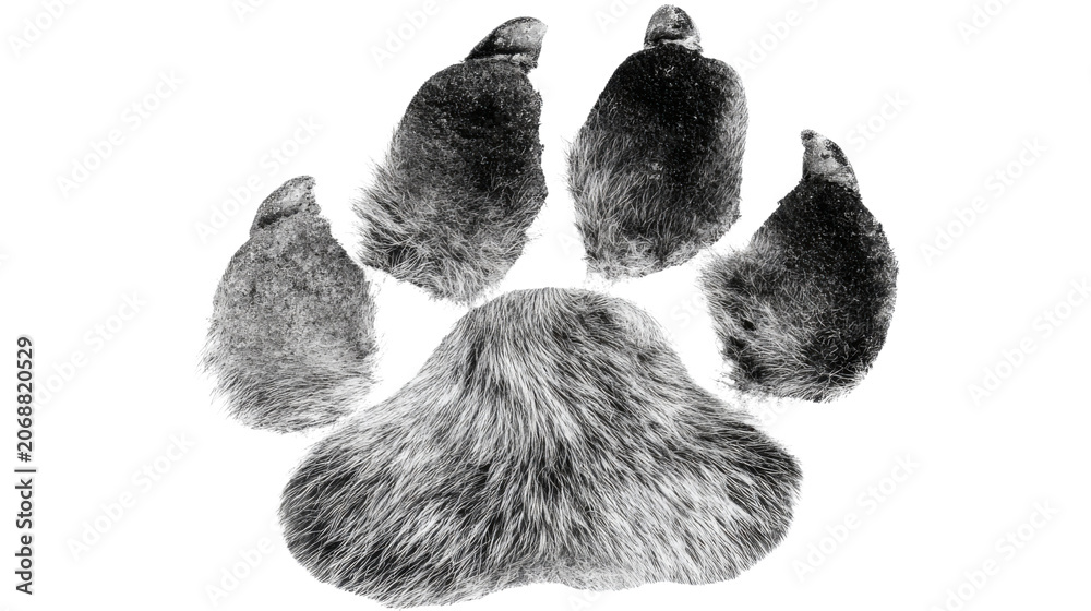 Obraz premium Realistic furry animal paw print texture symbol representing wildlife tracking pet identity nature mark on white background