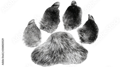 Realistic furry animal paw print texture symbol representing wildlife tracking pet identity nature mark on white background