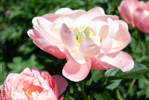 Принти на полотні Vertical macro of a lush peach-pink peony bloom with layered petals and yellow stamens