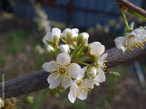 Delicate Cherry Blossom in Spring Bloom
