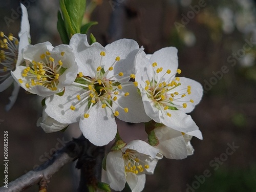 Delicate Cherry Blossom in Spring Bloom
